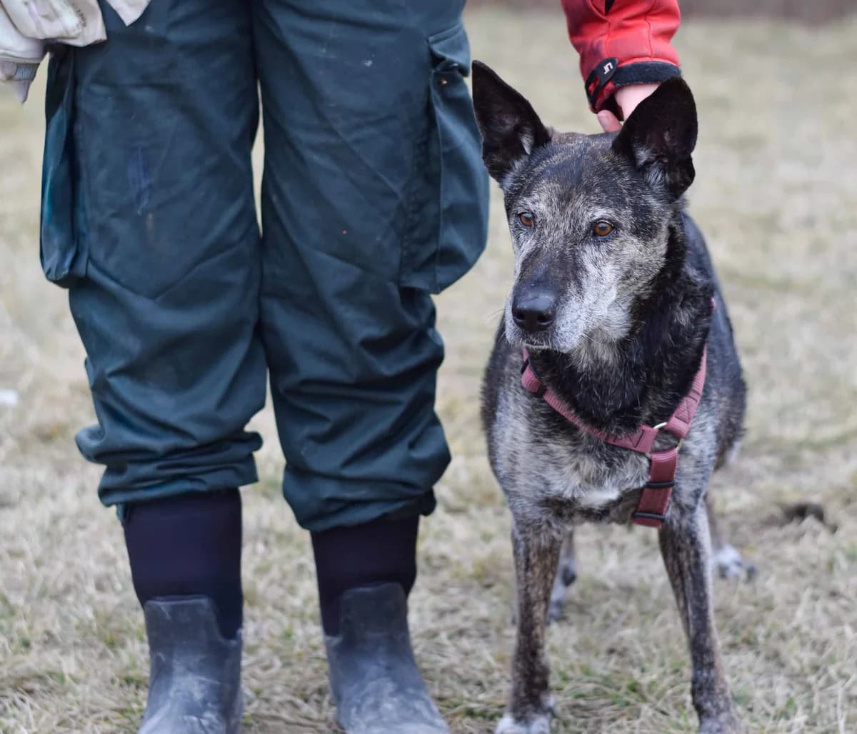 Shina, female German Shepherd for adoption at TierQuarTier Wien, Vienna — photo 4 of 5