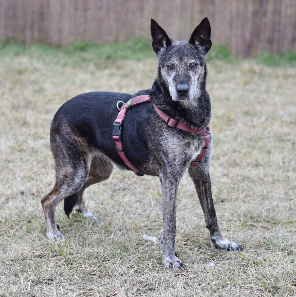 Shina, female German Shepherd for adoption at TierQuarTier Wien, Vienna — photo 5 of 5