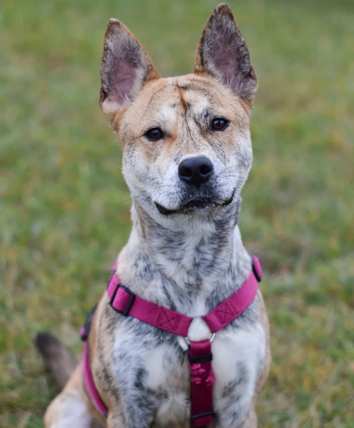 Shivas, male American Staffordshire Terrier for adoption at TierQuarTier Wien, Vienna