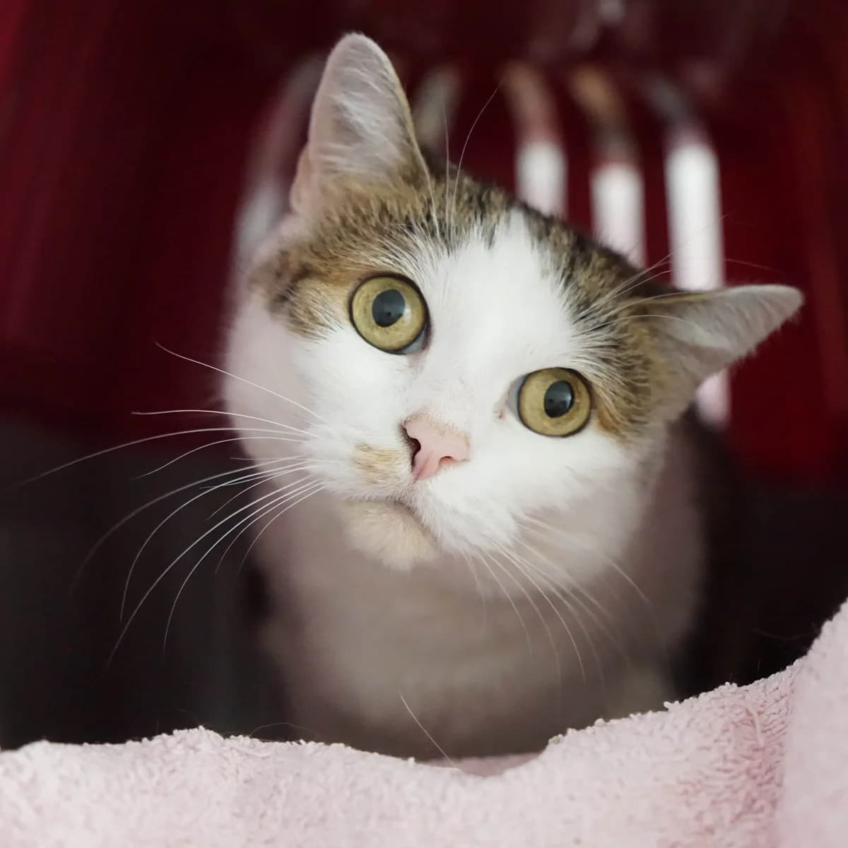 Shyli, female mixed breed for adoption at TierQuarTier Wien, Vienna
