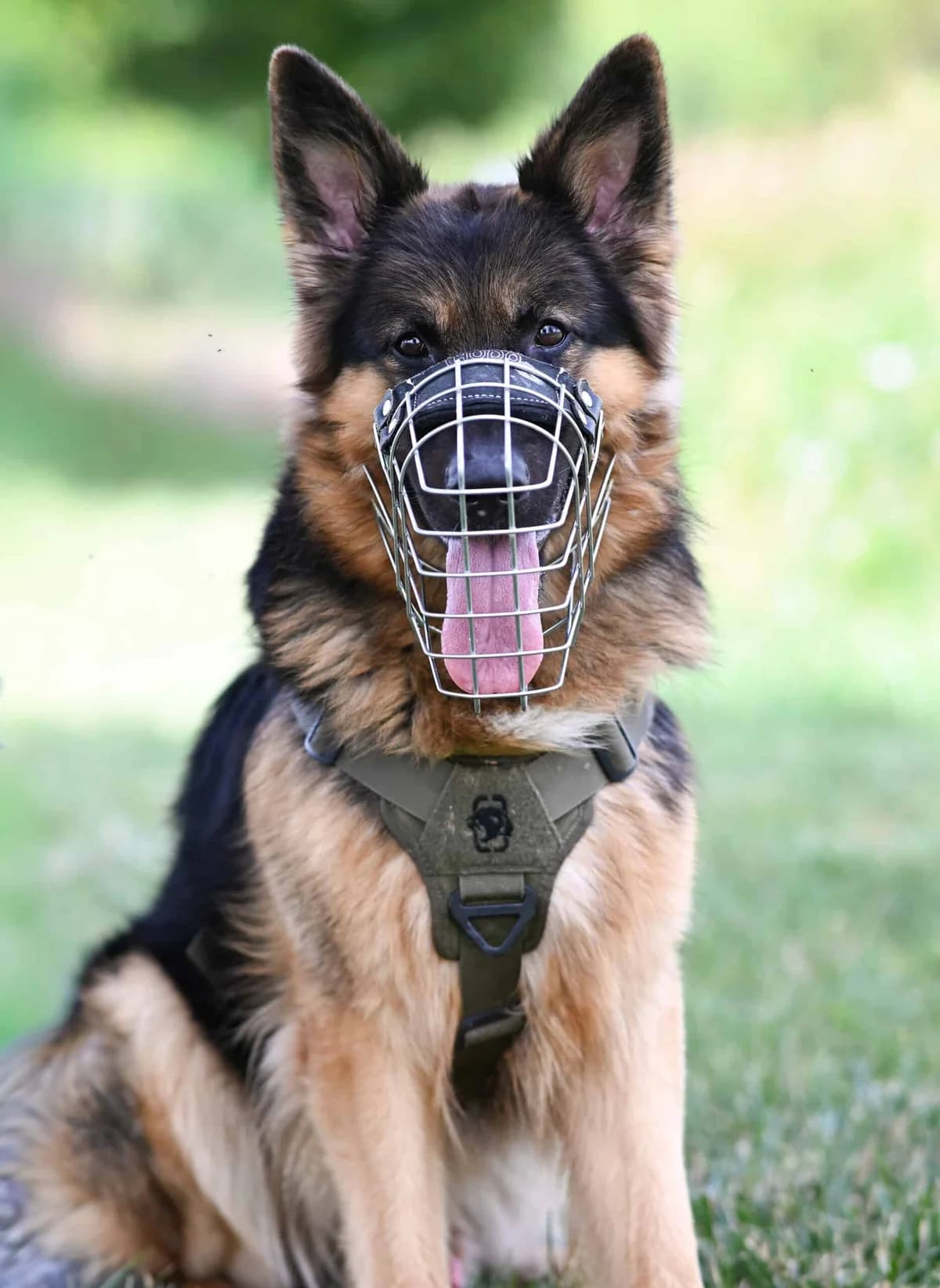 Simba, male German Shepherd for adoption at TierQuarTier Wien, Vienna
