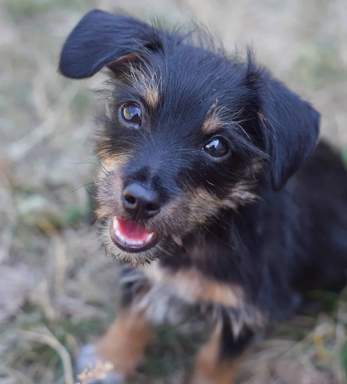 Sina, female mixed breed for adoption at TierQuarTier Wien, Vienna