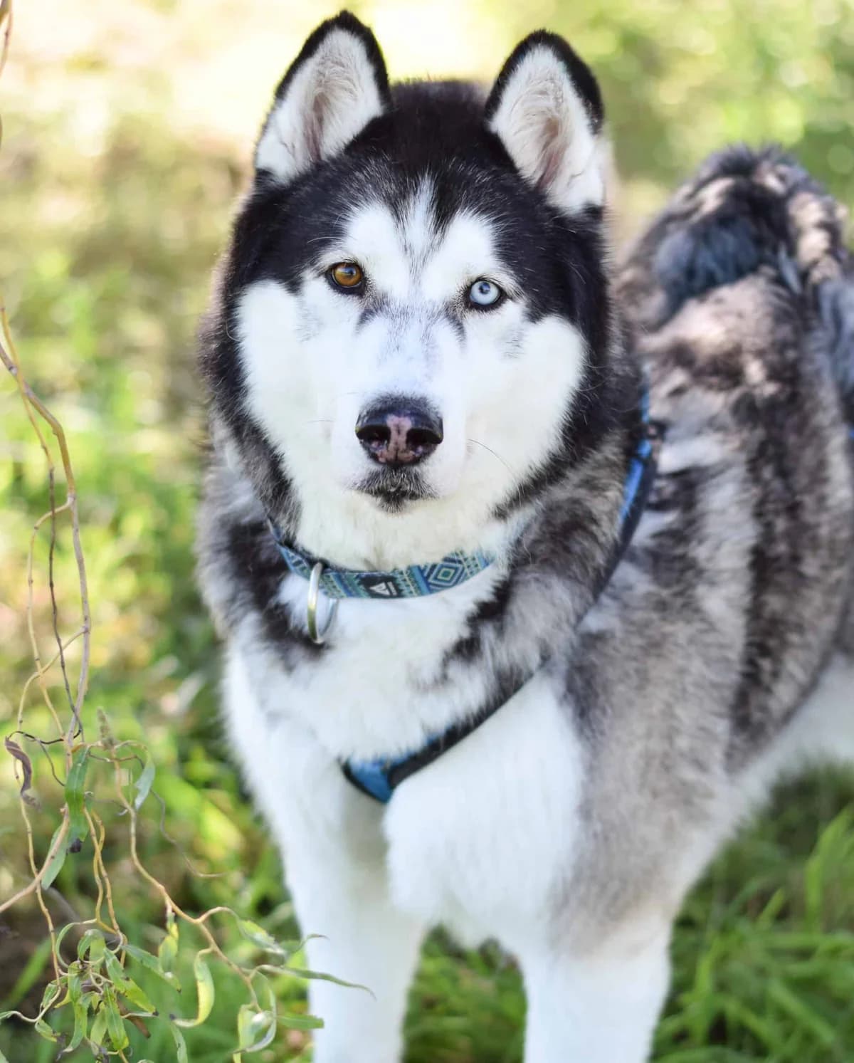 Sitka, male Husky for adoption at TierQuarTier Wien, Vienna