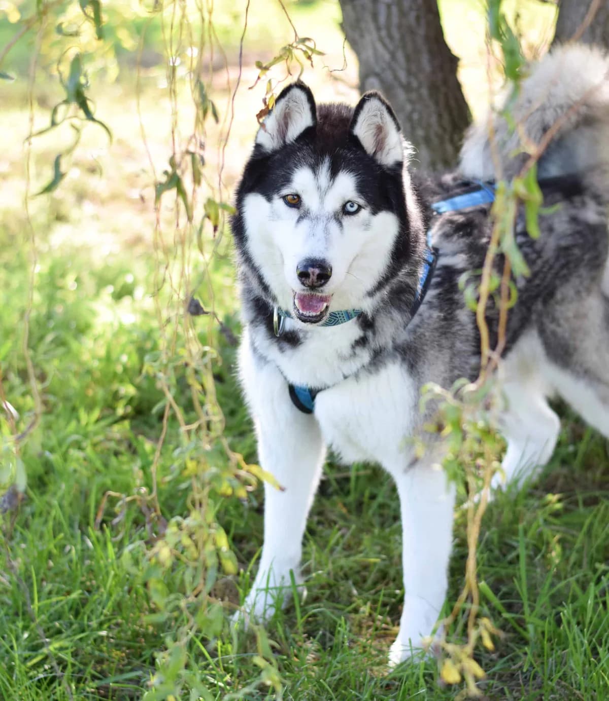 Sitka, male Husky for adoption at TierQuarTier Wien, Vienna — photo 2 of 5