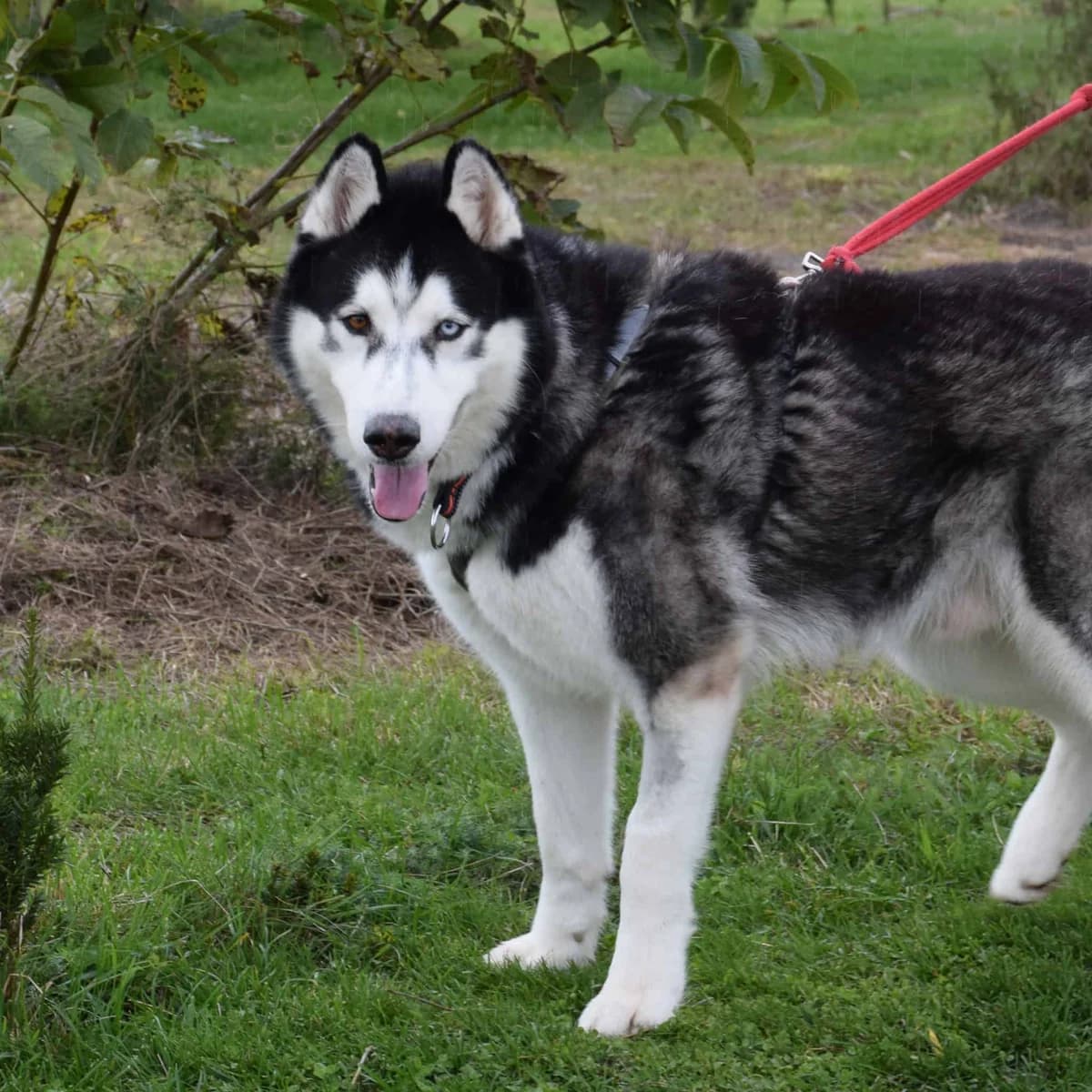 Sitka, male Husky for adoption at TierQuarTier Wien, Vienna — photo 3 of 5