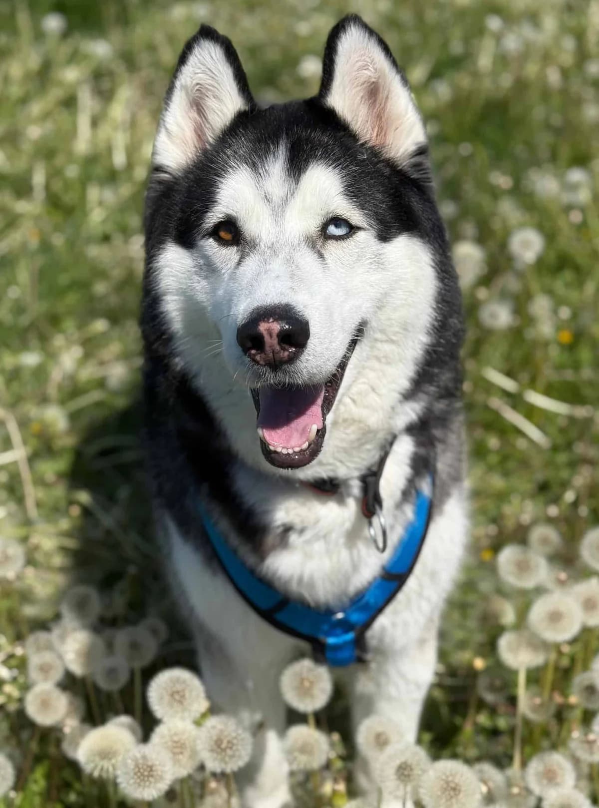 Sitka, male Husky for adoption at TierQuarTier Wien, Vienna — photo 4 of 5