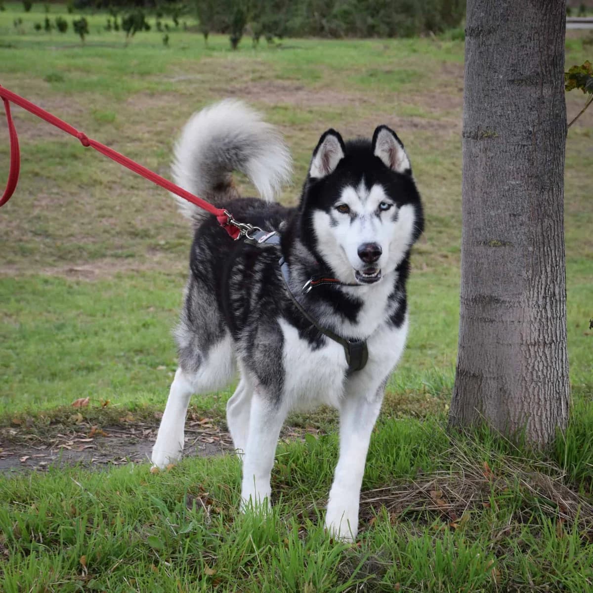 Sitka, male Husky for adoption at TierQuarTier Wien, Vienna — photo 5 of 5