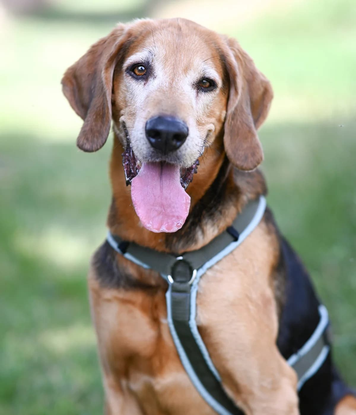 Sky, male mixed breed for adoption at TierQuarTier Wien, Vienna