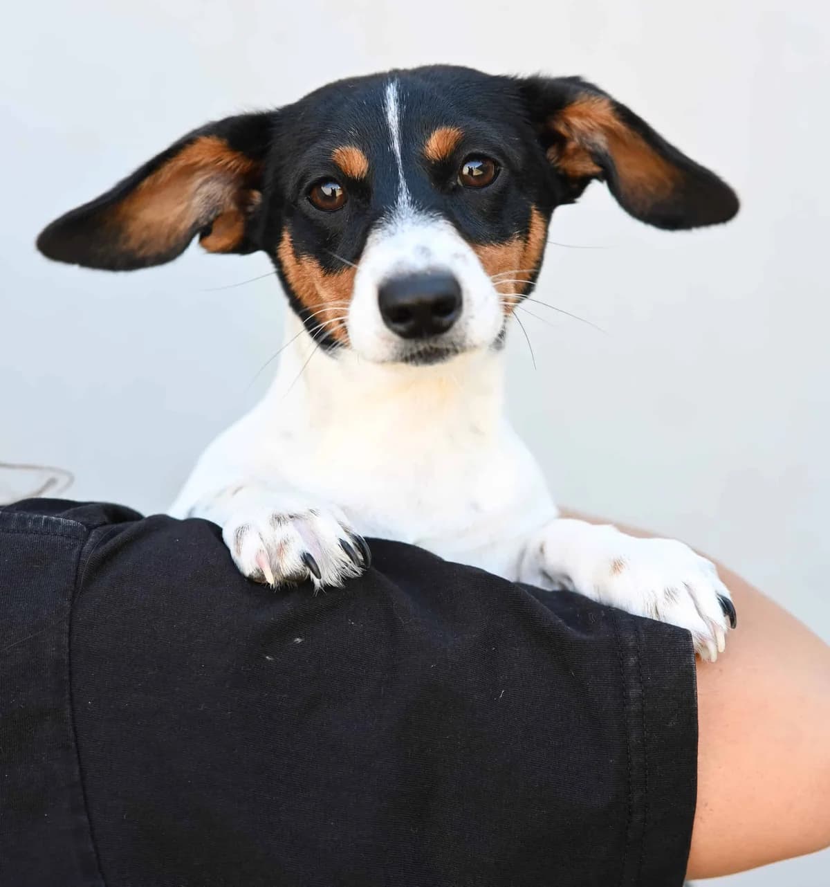 Snickers, male Dachshund for adoption at TierQuarTier Wien, Vienna