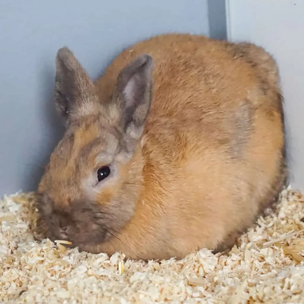 Sophie,  Mixed Breed for adoption at TierQuarTier Wien, Vienna