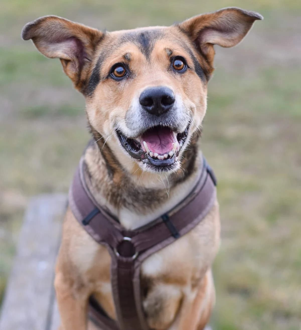 Spezi, male German Shepherd for adoption at TierQuarTier Wien, Vienna