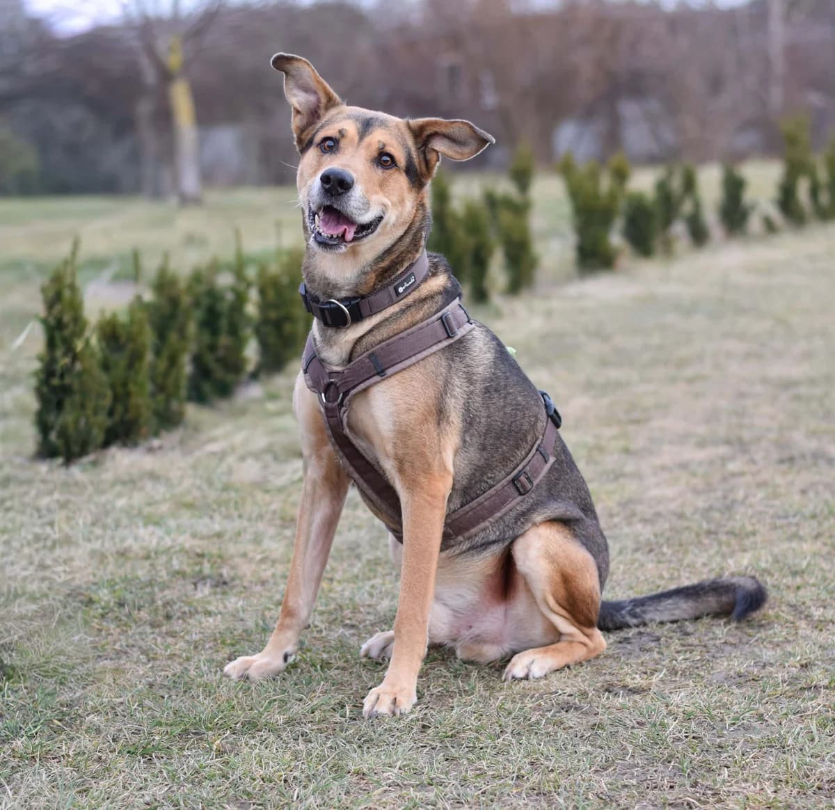 Spezi, male German Shepherd for adoption at TierQuarTier Wien, Vienna — photo 2 of 5