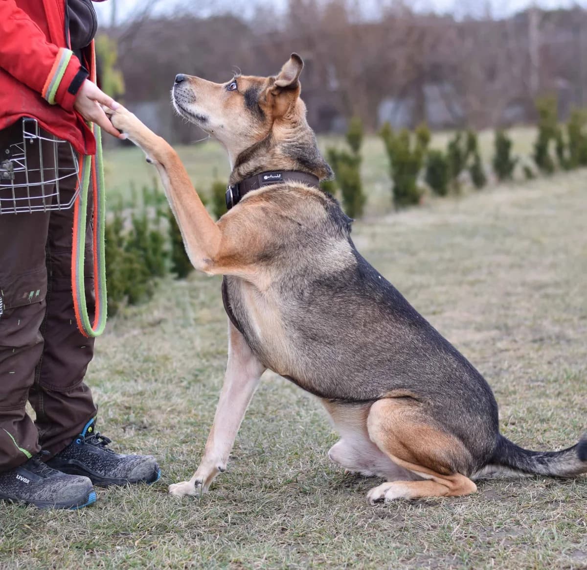 Spezi, male German Shepherd for adoption at TierQuarTier Wien, Vienna — photo 3 of 5