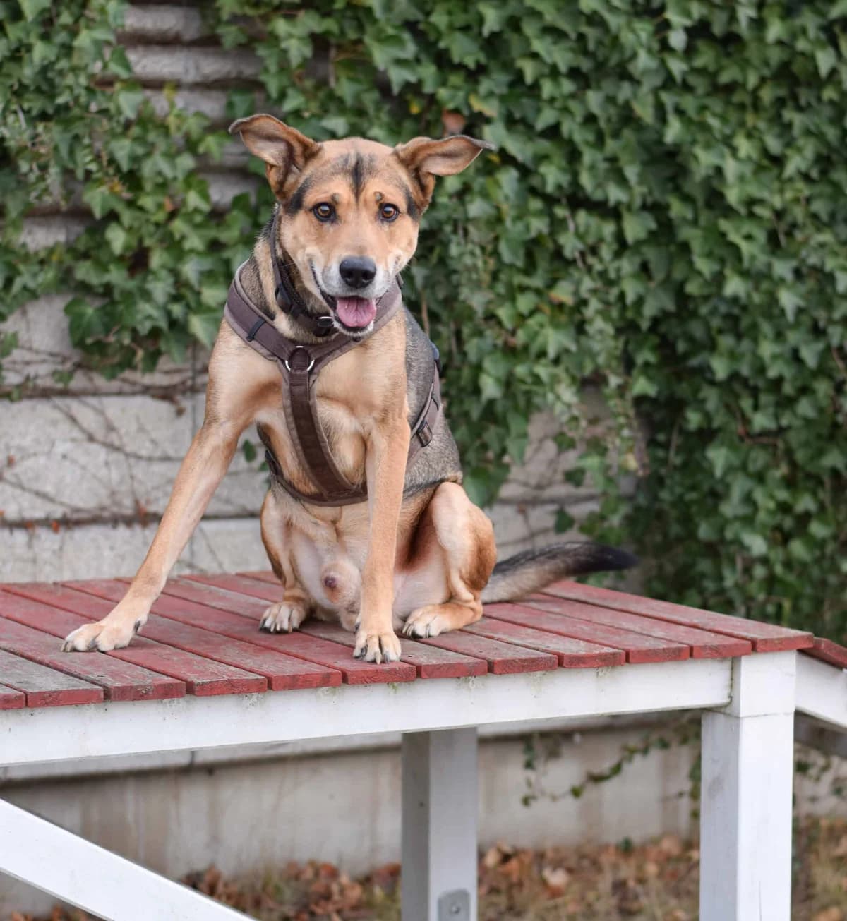 Spezi, male German Shepherd for adoption at TierQuarTier Wien, Vienna — photo 4 of 5