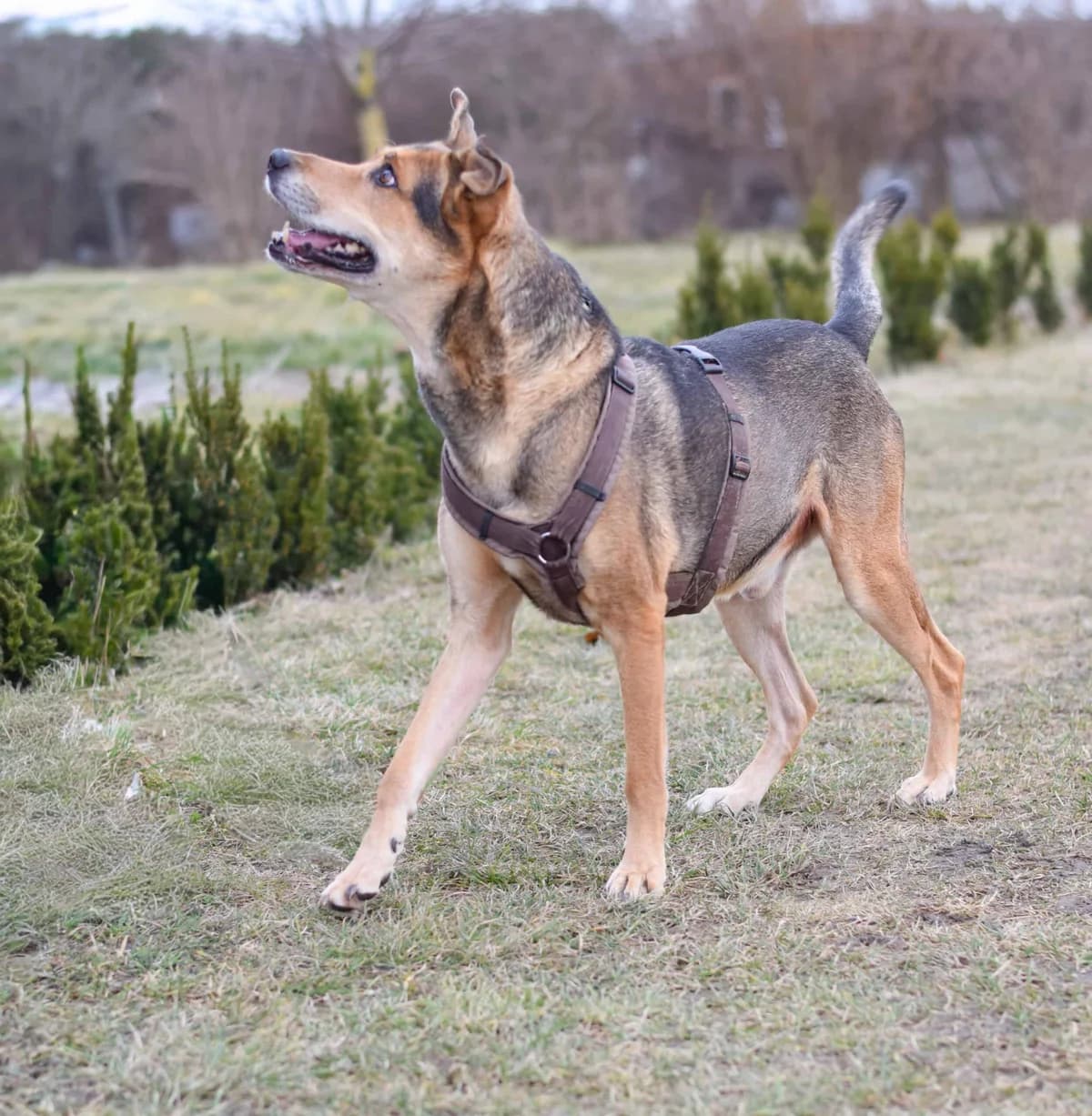 Spezi, male German Shepherd for adoption at TierQuarTier Wien, Vienna — photo 5 of 5
