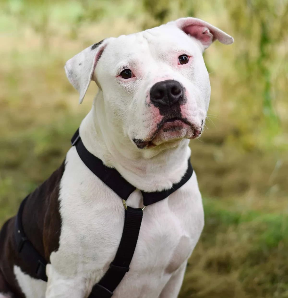 Spider, American Staffordshire Terrier (TierQuarTier Wien)