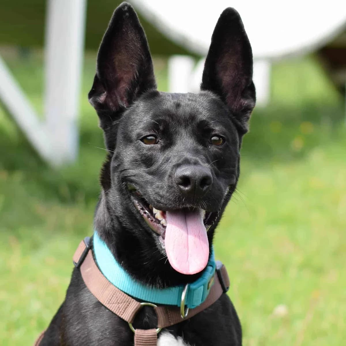 Stella, American Staffordshire Terrier (TierQuarTier Wien)