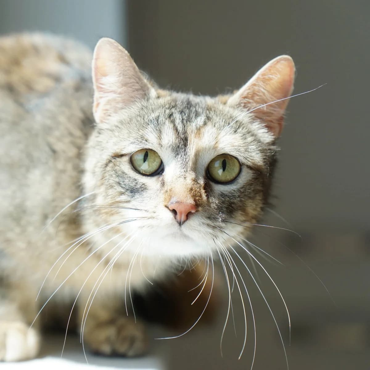 Sweety, female mixed breed for adoption at TierQuarTier Wien, Vienna