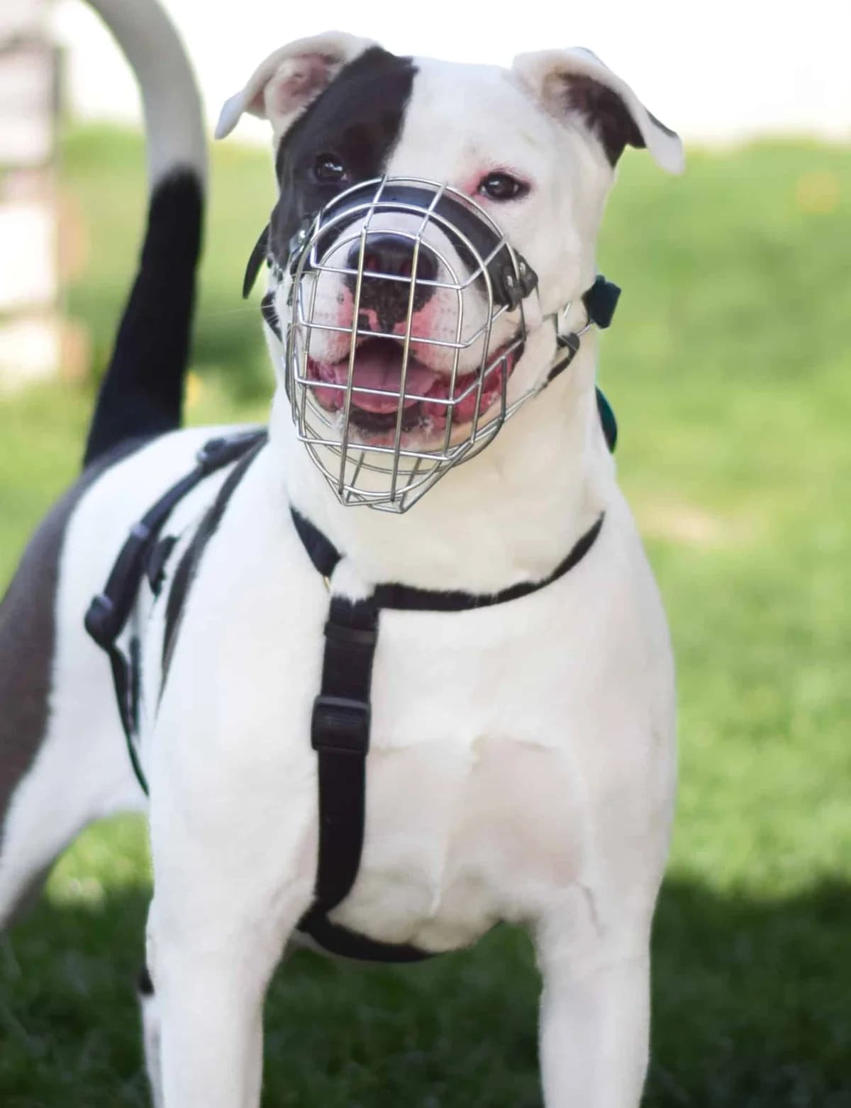 Taro, male Pit Bull Terrier for adoption at TierQuarTier Wien, Vienna