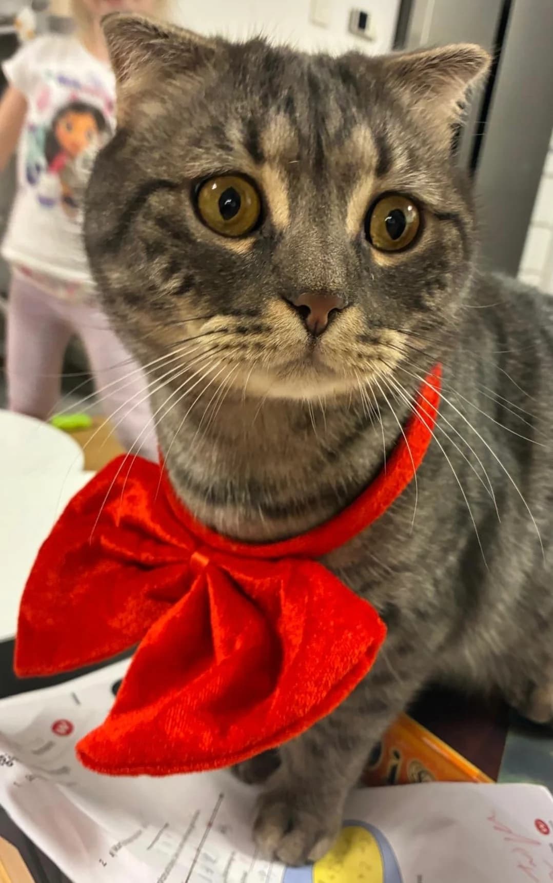 Teddy, male Scottish Fold for adoption at TierQuarTier Wien, Vienna