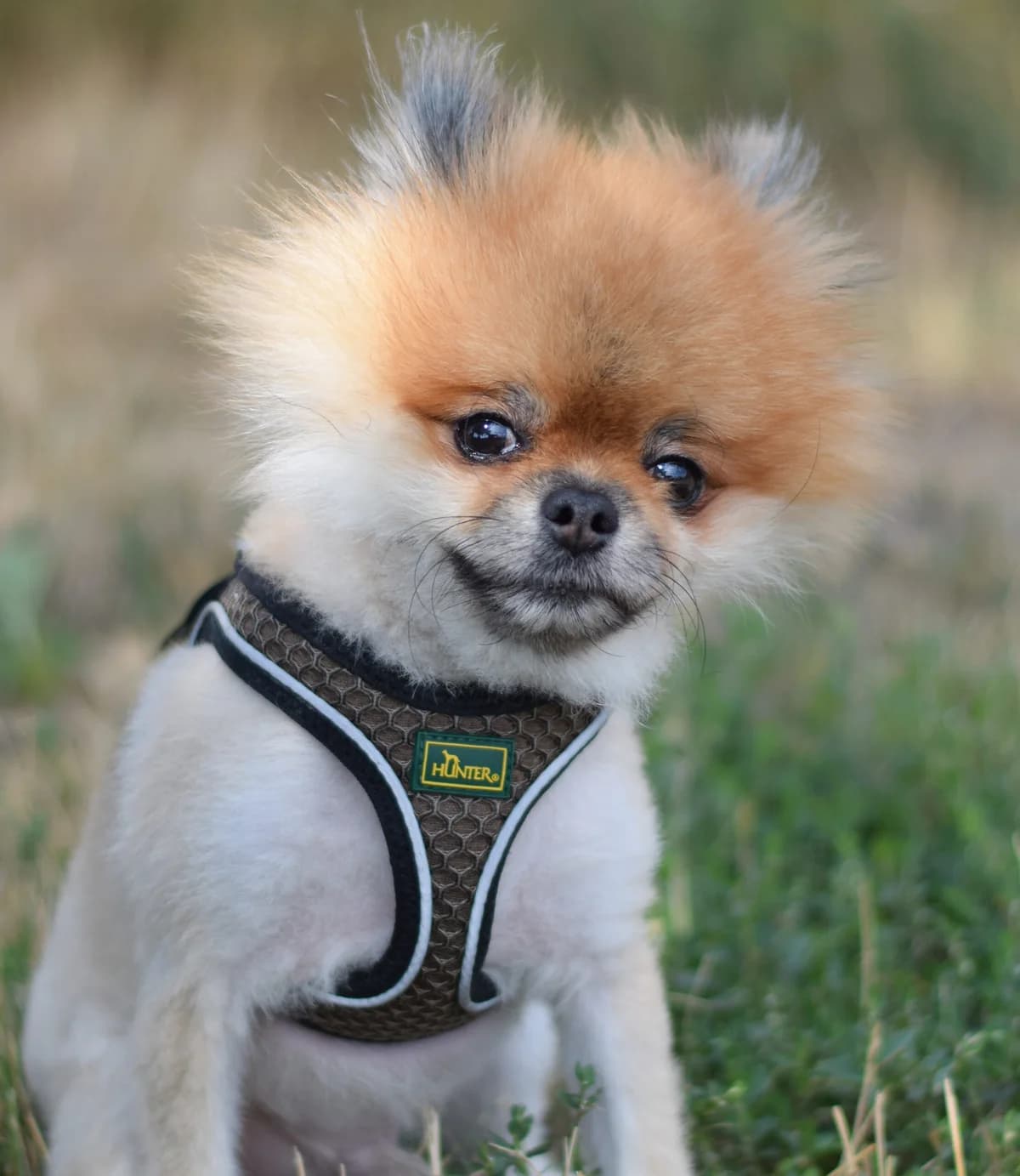 Titus, male Pomeranian for adoption at TierQuarTier Wien, Vienna