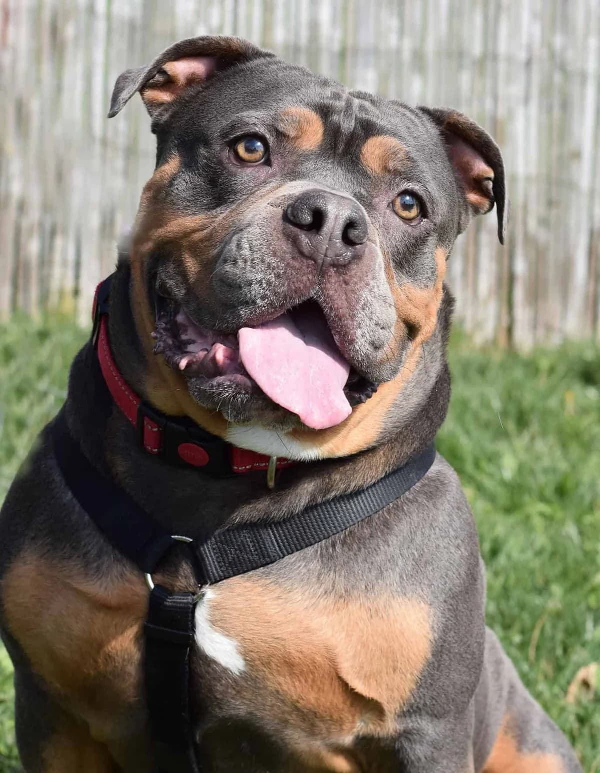Totoro, male English Bulldog for adoption at TierQuarTier Wien, Vienna