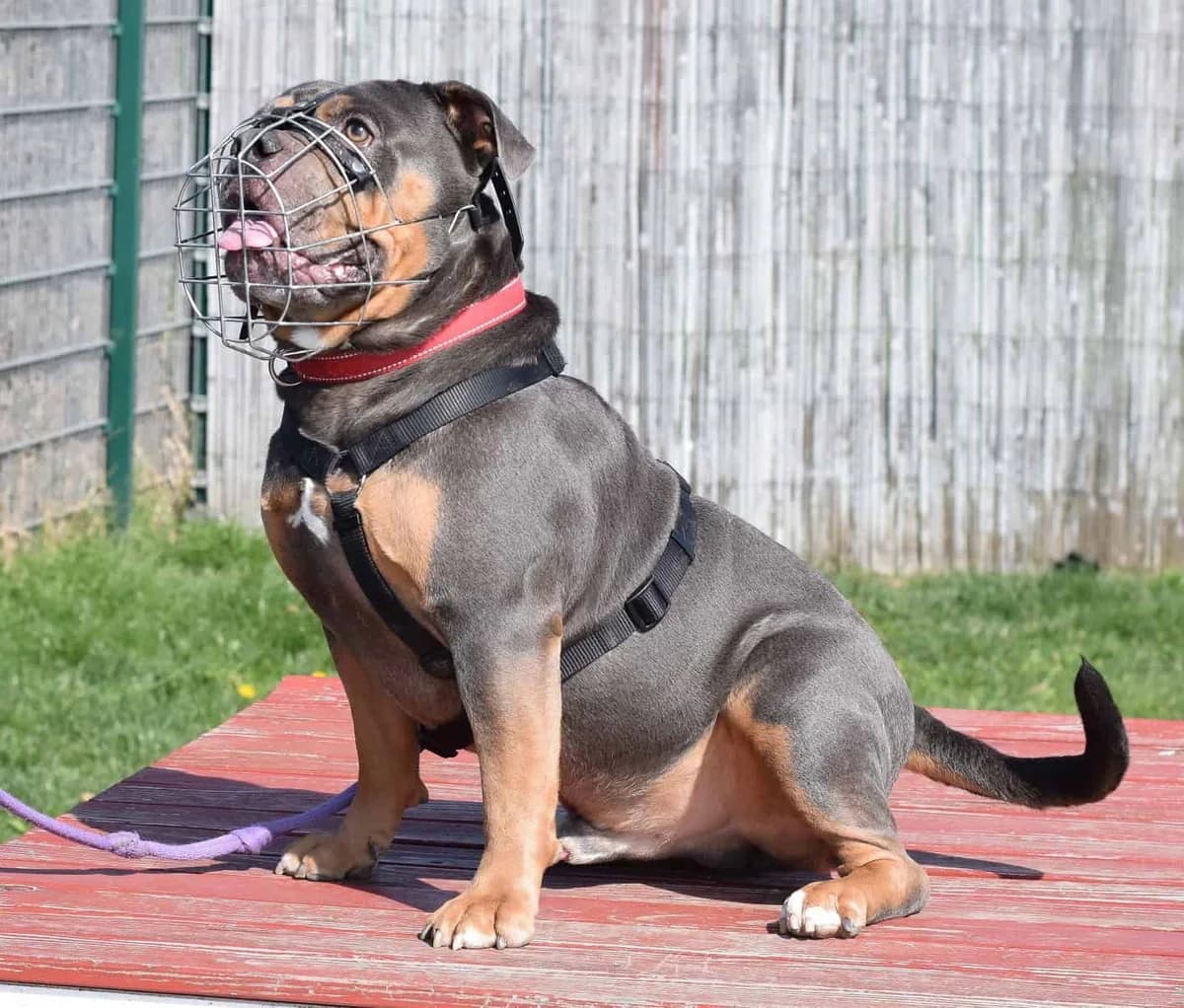 Totoro, male English Bulldog for adoption at TierQuarTier Wien, Vienna — photo 2 of 5