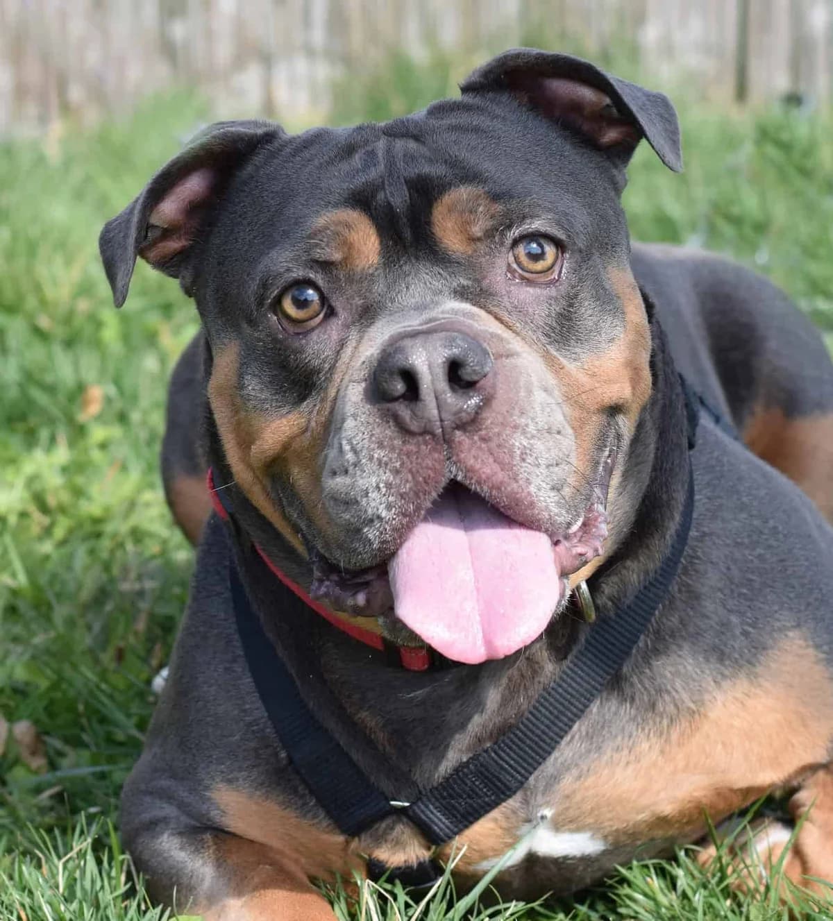 Totoro, male English Bulldog for adoption at TierQuarTier Wien, Vienna — photo 3 of 5