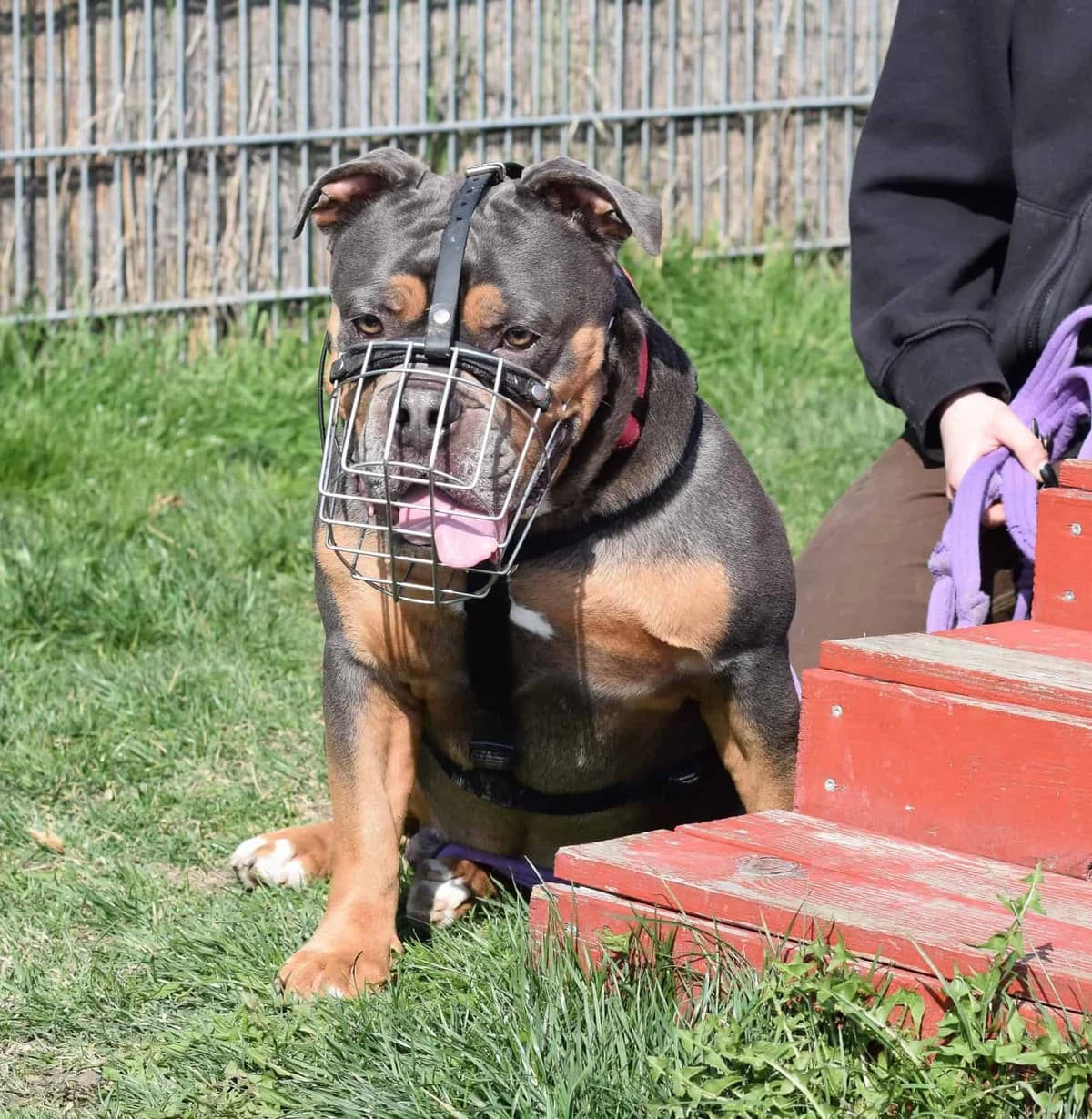 Totoro, male English Bulldog for adoption at TierQuarTier Wien, Vienna — photo 4 of 5
