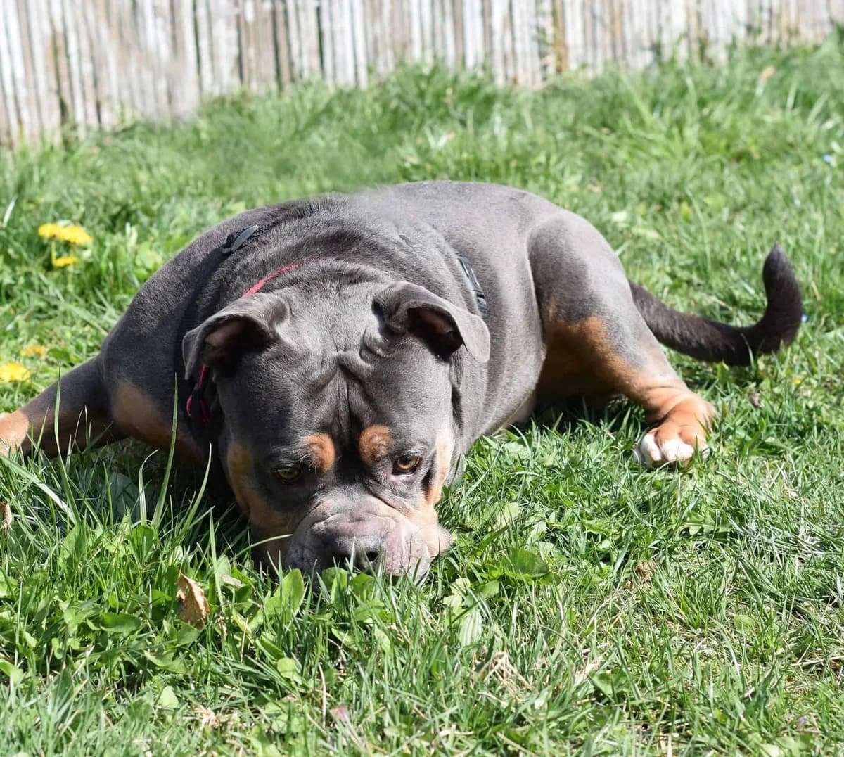 Totoro, male English Bulldog for adoption at TierQuarTier Wien, Vienna — photo 5 of 5