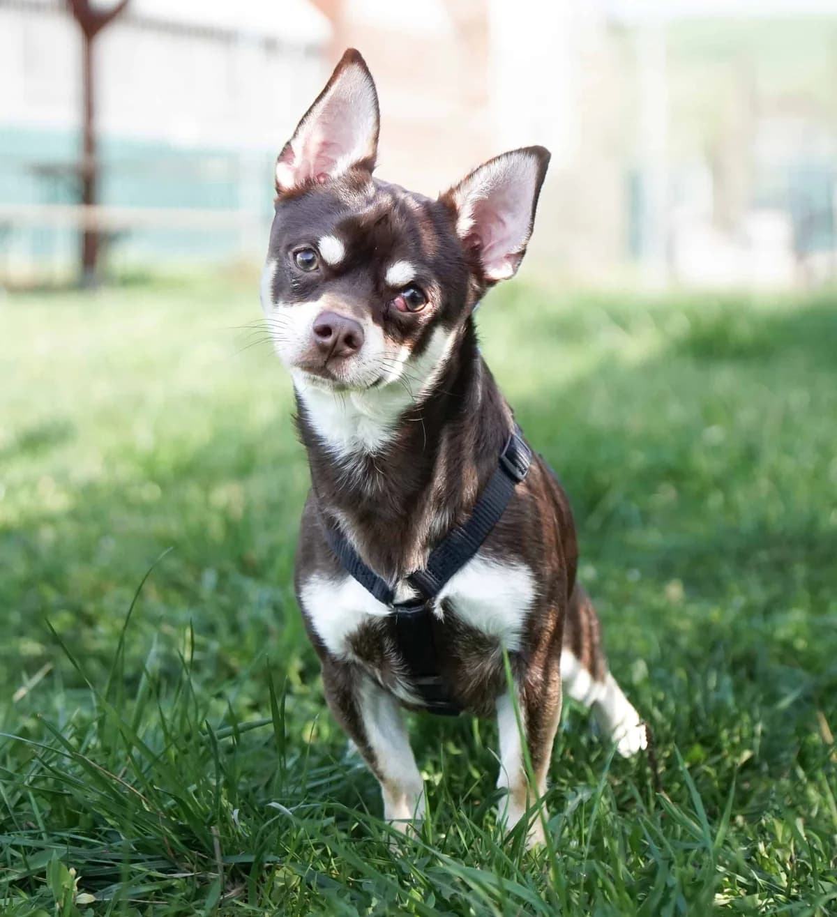 Tscherby, male Chihuahua for adoption at TierQuarTier Wien, Vienna — photo 2 of 5