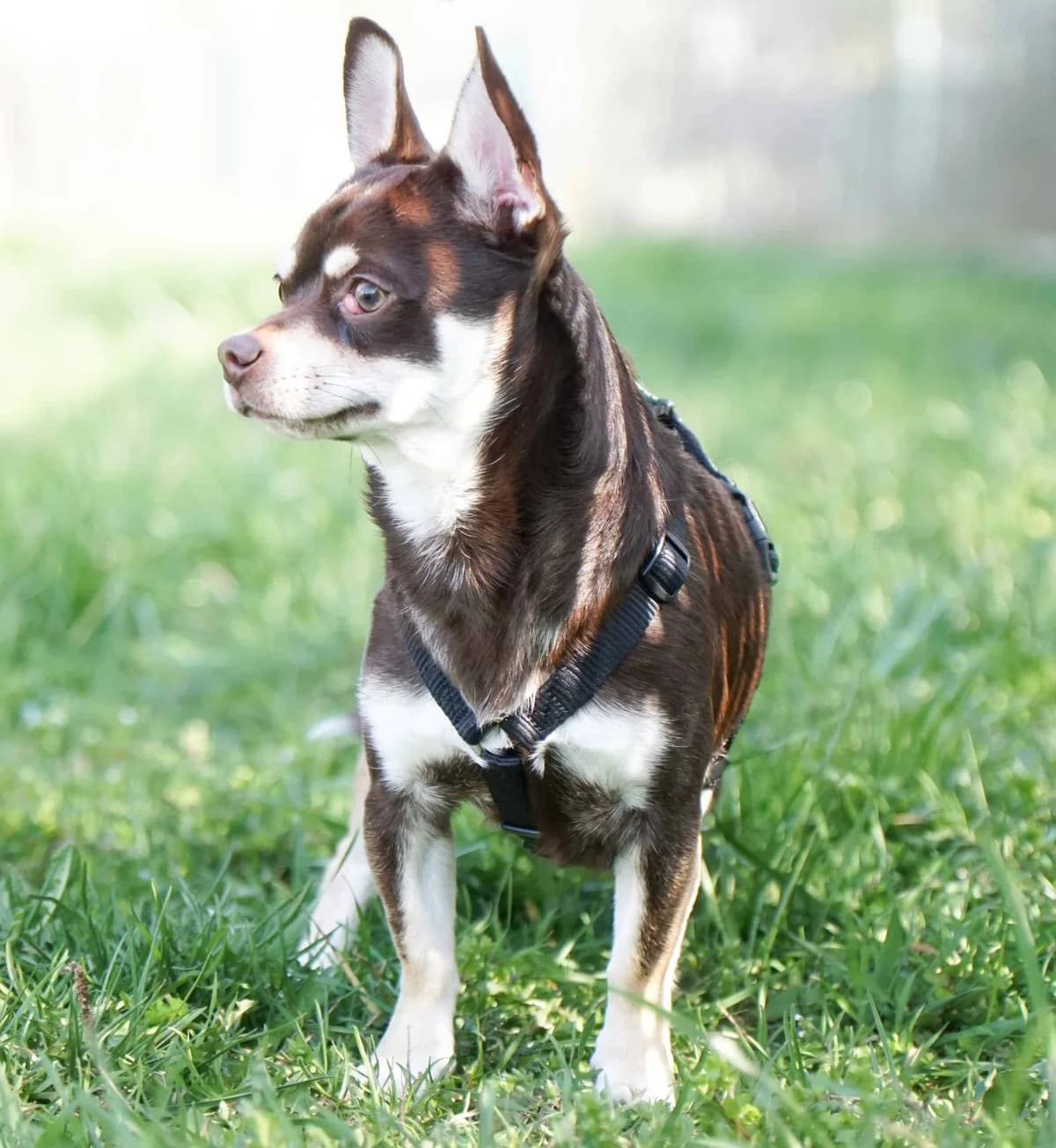 Tscherby, male Chihuahua for adoption at TierQuarTier Wien, Vienna — photo 3 of 5