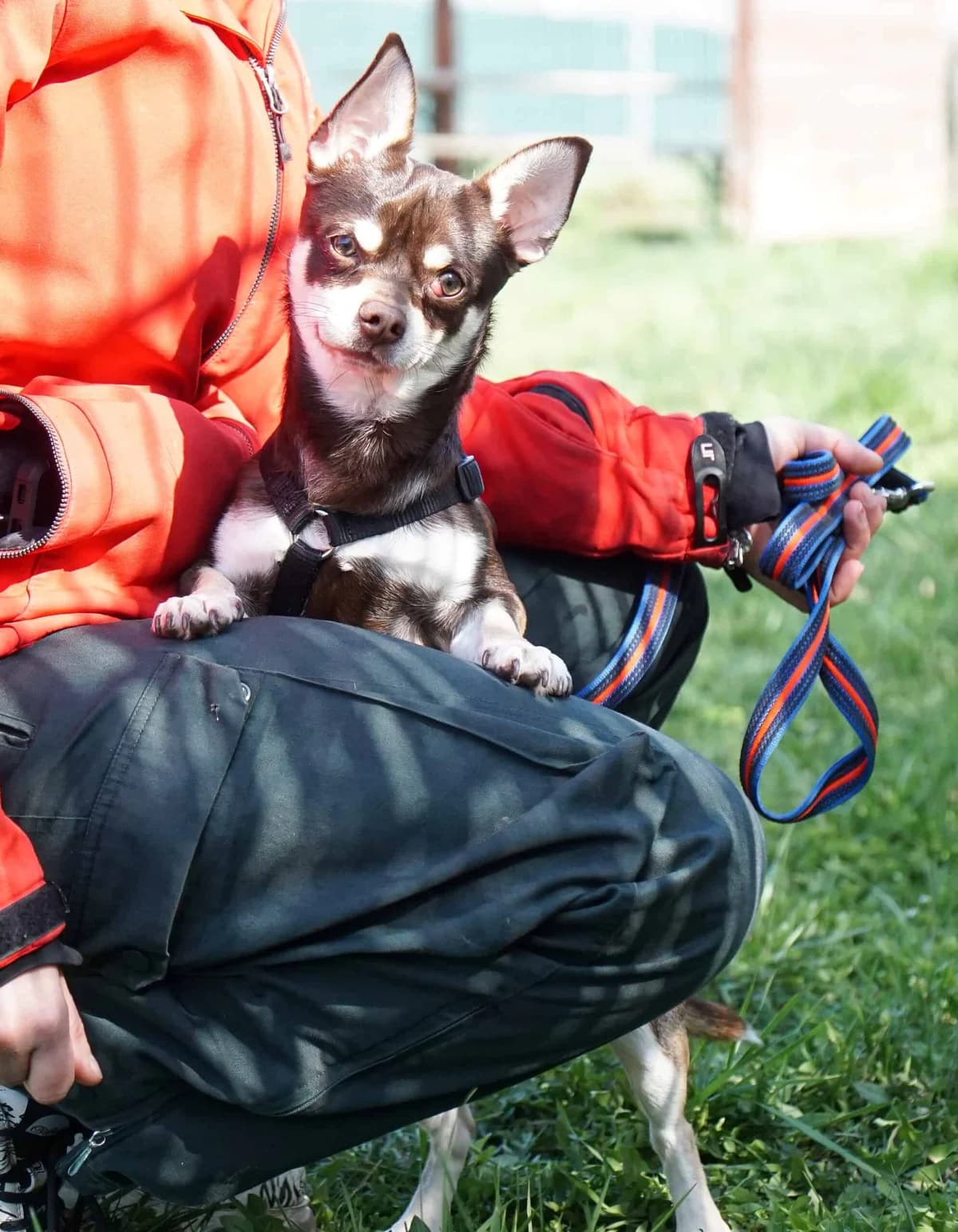 Tscherby, male Chihuahua for adoption at TierQuarTier Wien, Vienna — photo 4 of 5