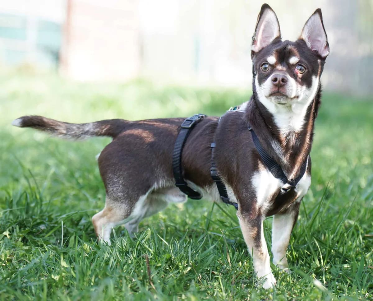 Tscherby, male Chihuahua for adoption at TierQuarTier Wien, Vienna — photo 5 of 5