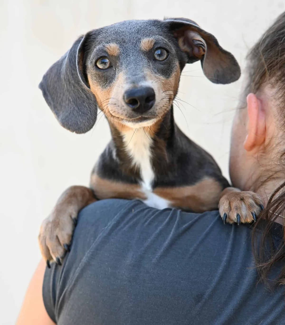 Twixie, female Dachshund for adoption at TierQuarTier Wien, Vienna