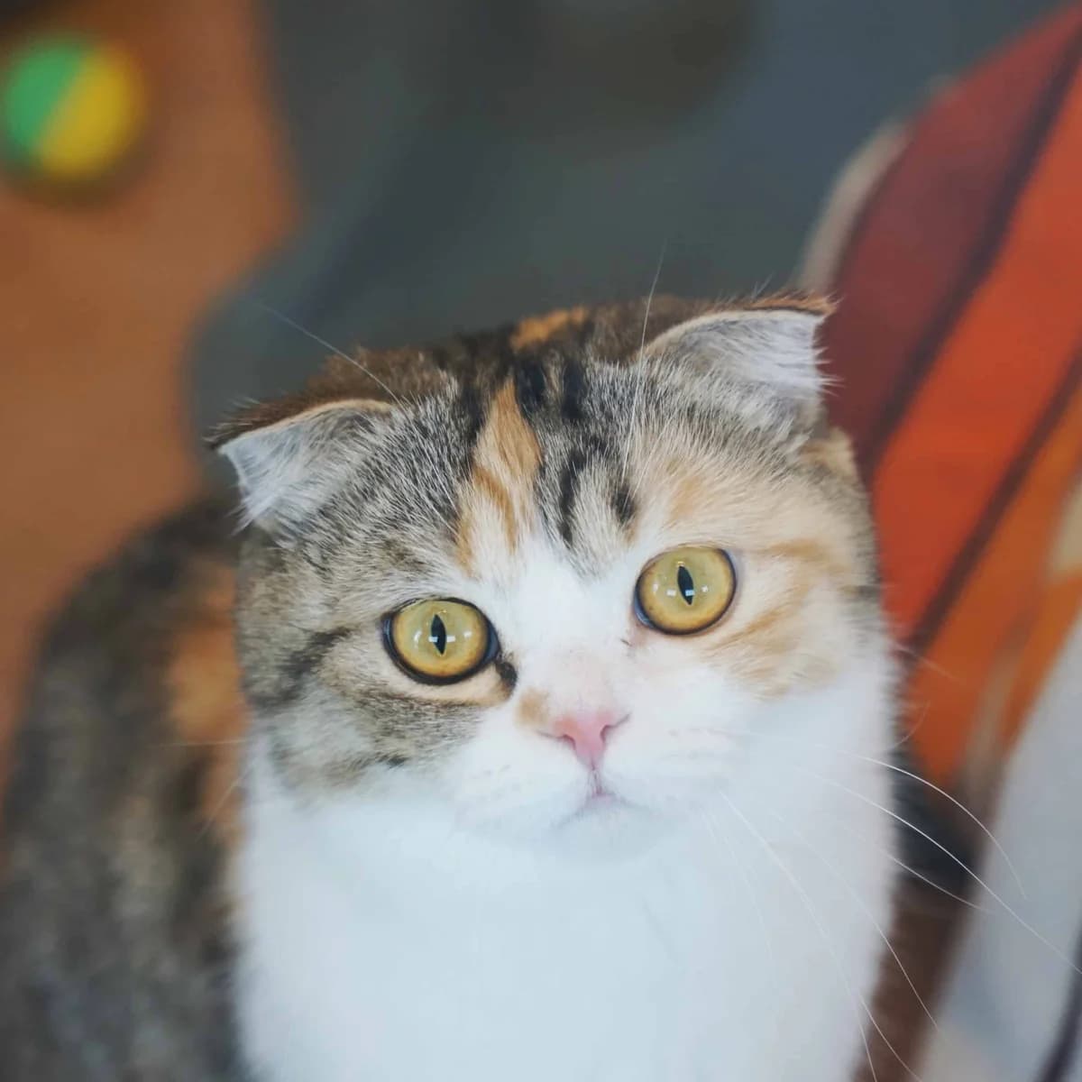 Vanilla, female Scottish Fold for adoption at TierQuarTier Wien, Vienna