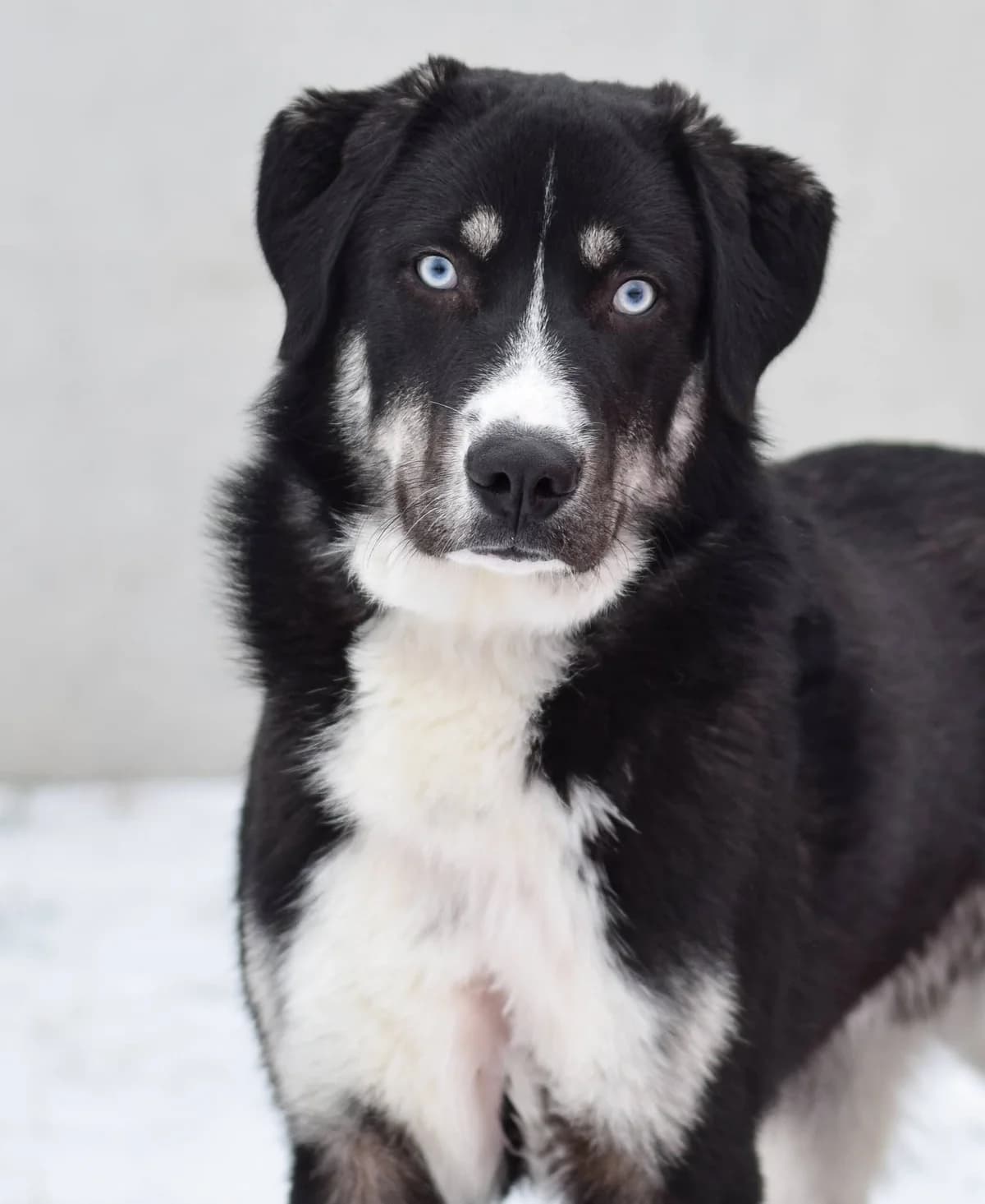 Vino, male Mixed Breed for adoption at TierQuarTier Wien, Vienna