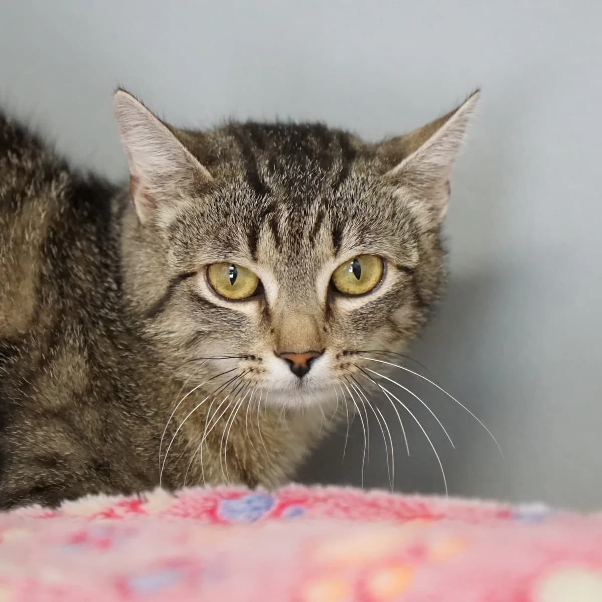 Vipera, female mixed breed for adoption at TierQuarTier Wien, Vienna
