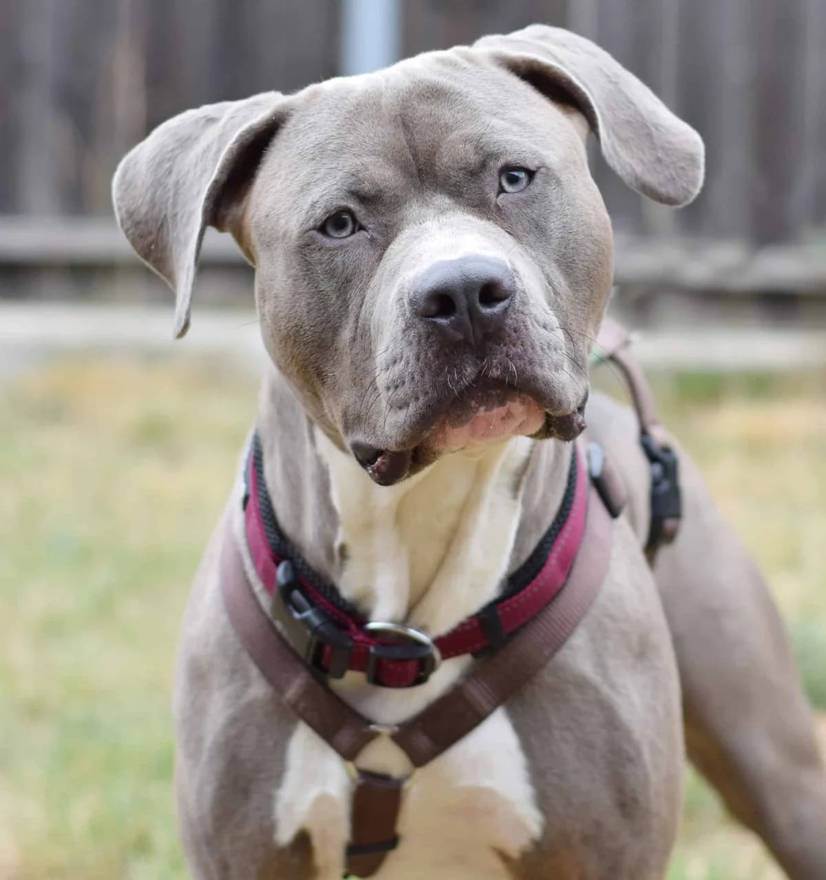 Vitus, male American Staffordshire Terrier for adoption at TierQuarTier Wien, Vienna