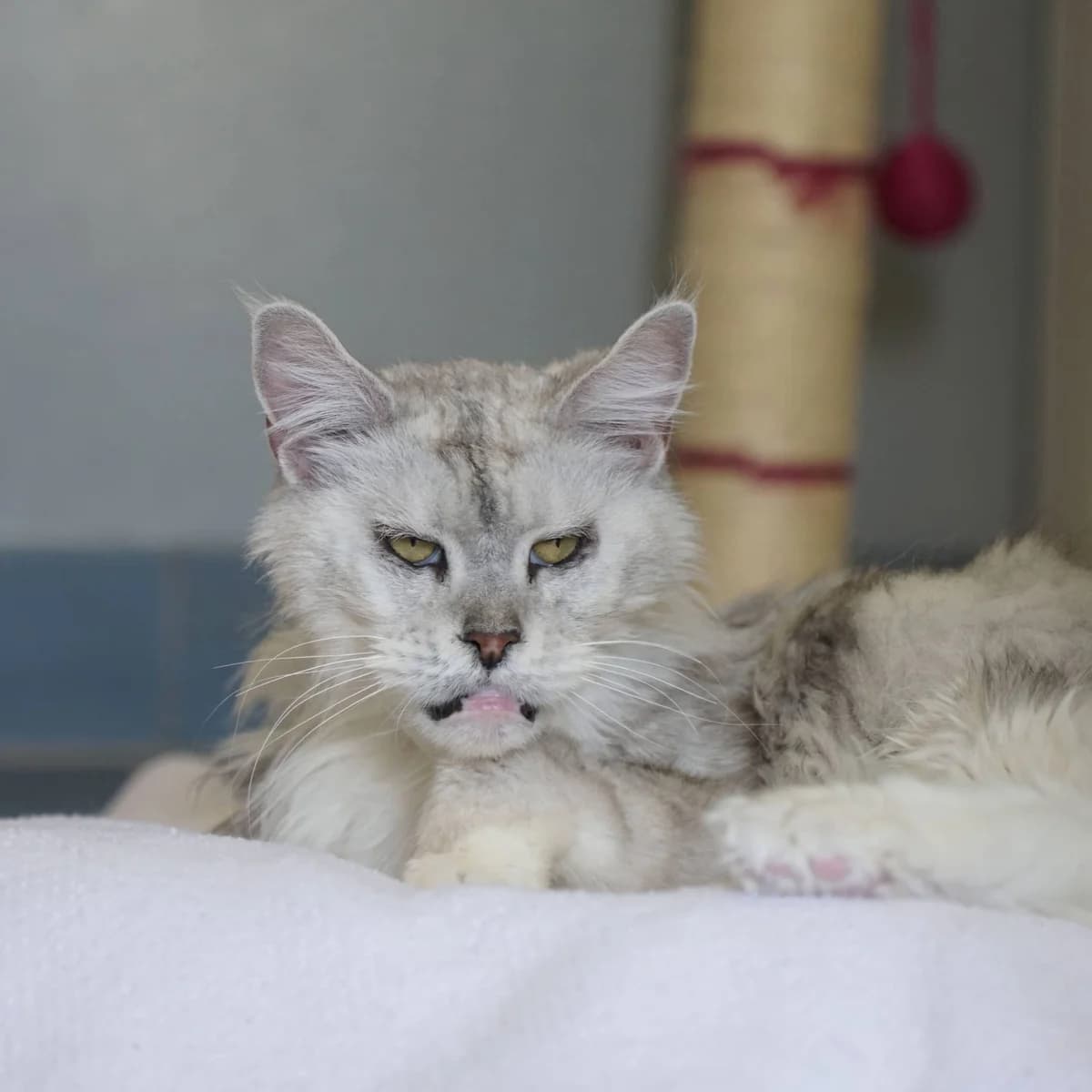 Waltraud, female Maine Coon for adoption at TierQuarTier Wien, Vienna — photo 2 of 4