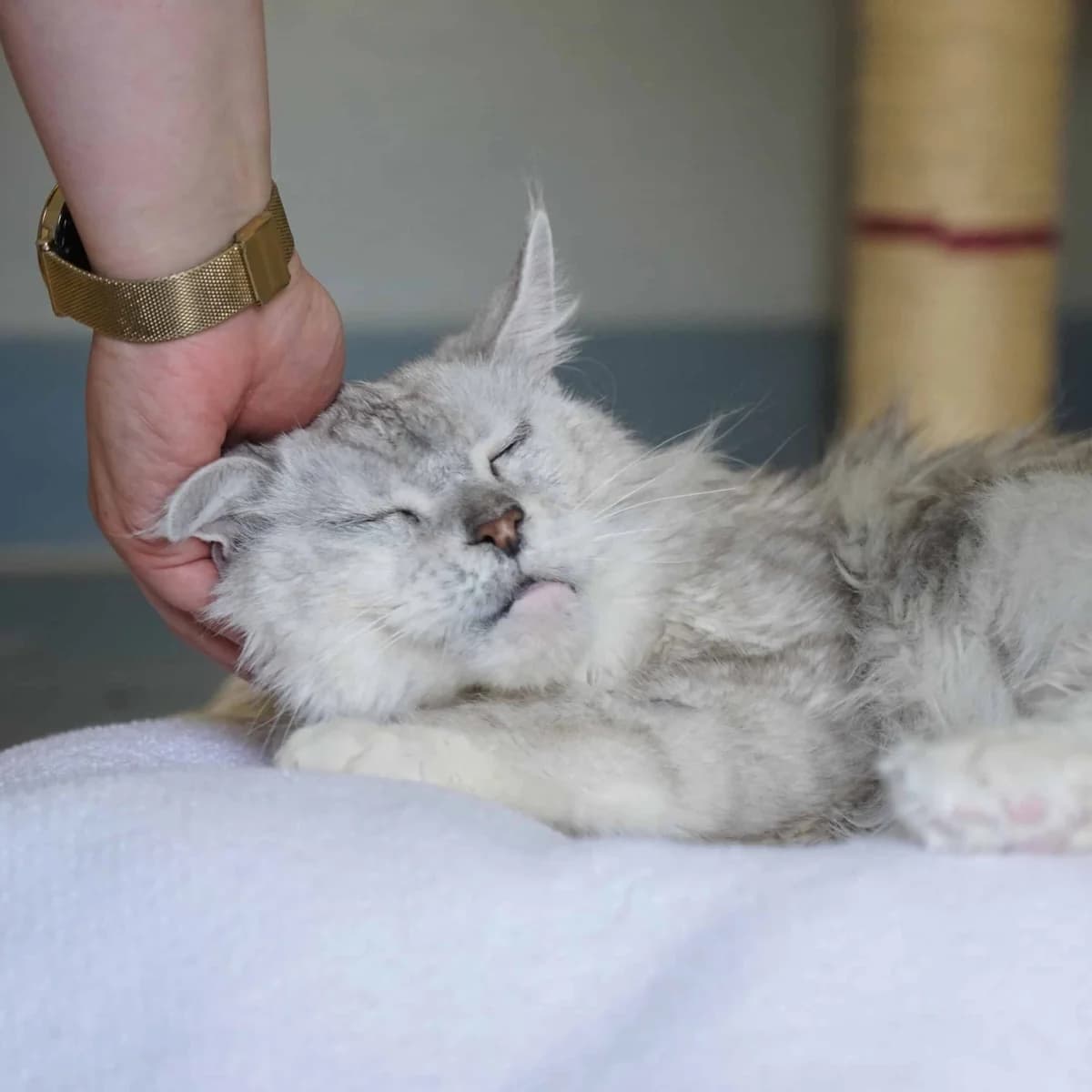 Waltraud, female Maine Coon for adoption at TierQuarTier Wien, Vienna — photo 3 of 4