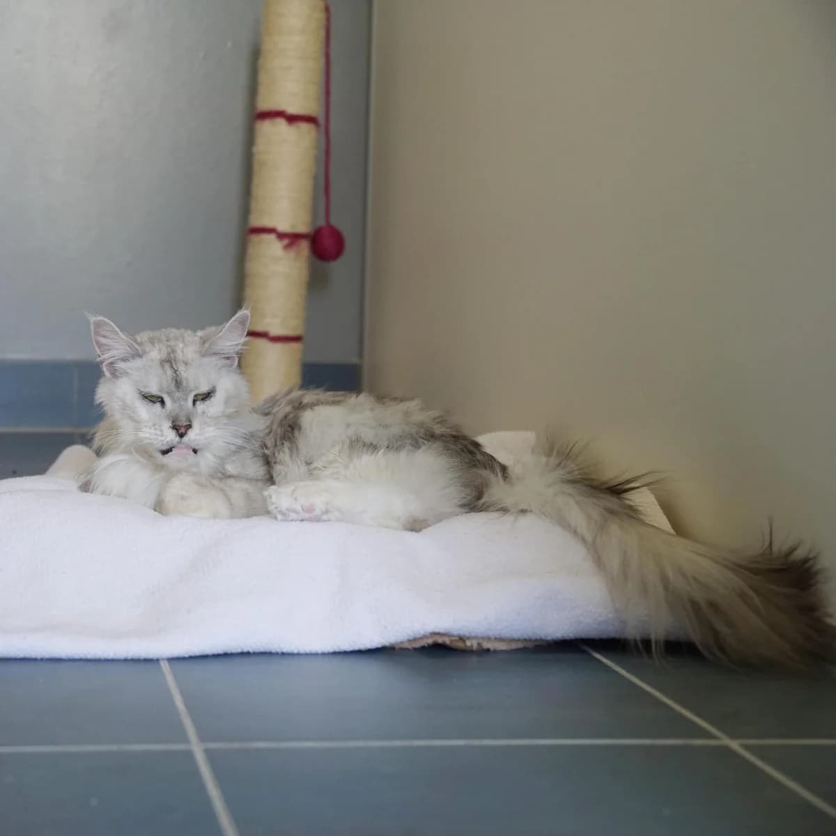 Waltraud, female Maine Coon for adoption at TierQuarTier Wien, Vienna — photo 4 of 4