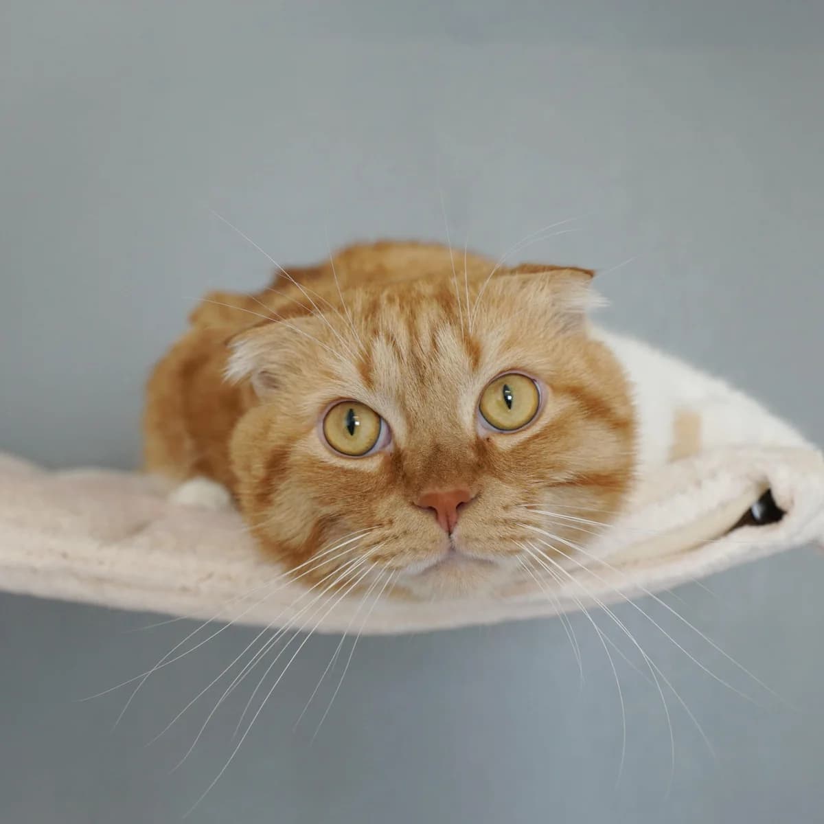 Winston, male Scottish Fold for adoption at TierQuarTier Wien, Vienna