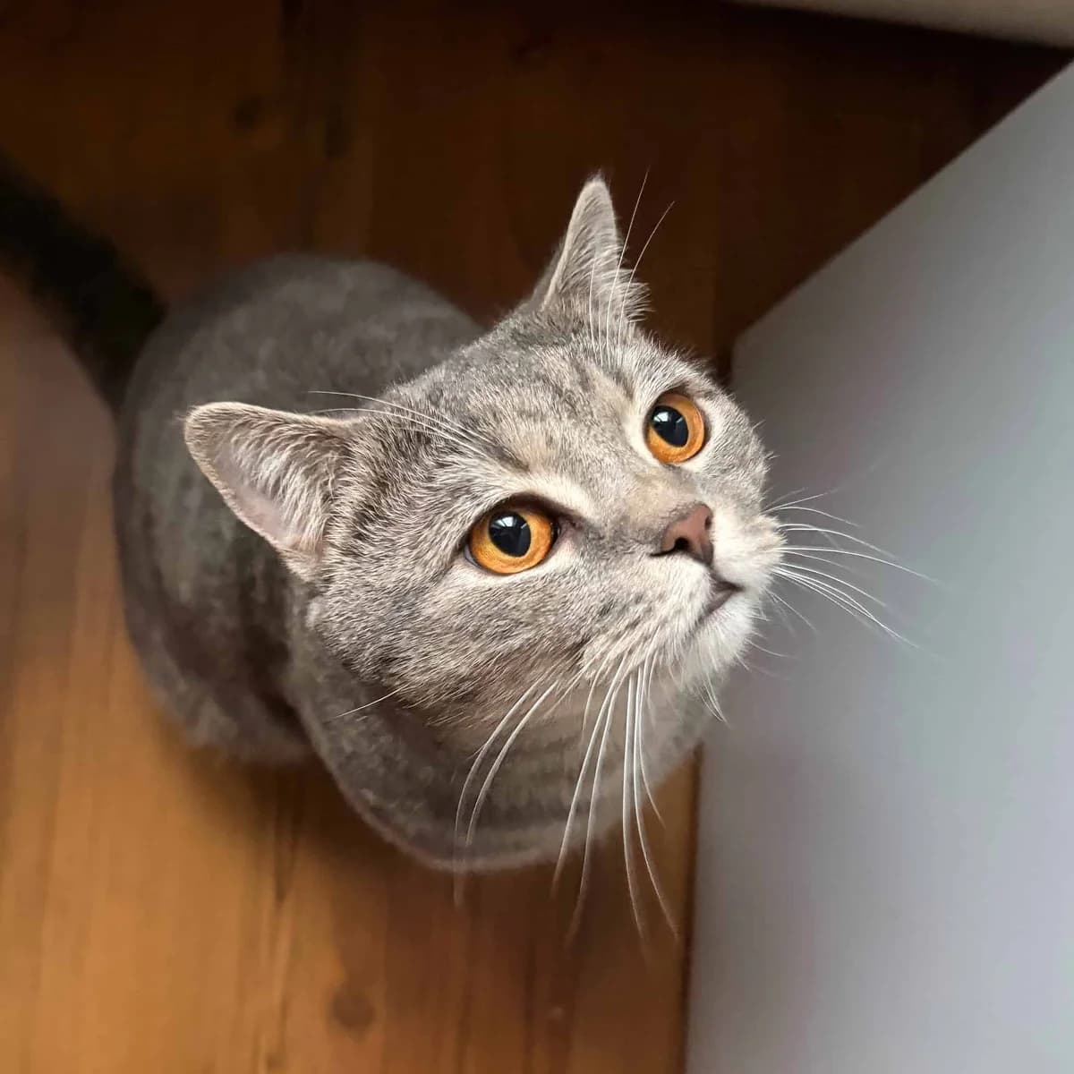 Zeus, male British Shorthair for adoption at TierQuarTier Wien, Vienna