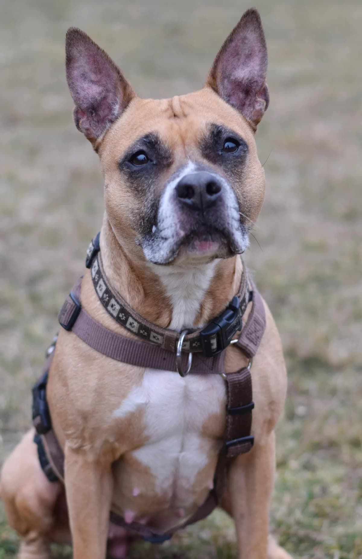 Zora, American Staffordshire Terrier (TierQuarTier Wien)