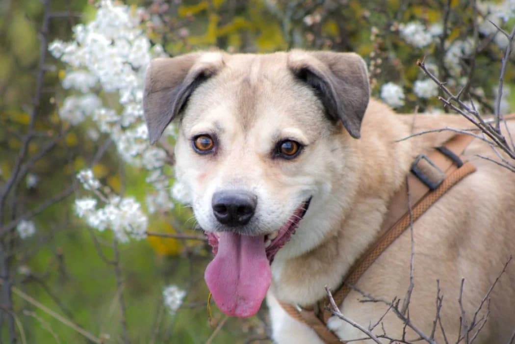 Erwin, male Mixed Breed for adoption at Tierschutz Austria, Vienna