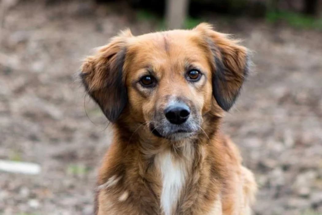 Emanuel, Mixed Breed (Tierschutz Austria)