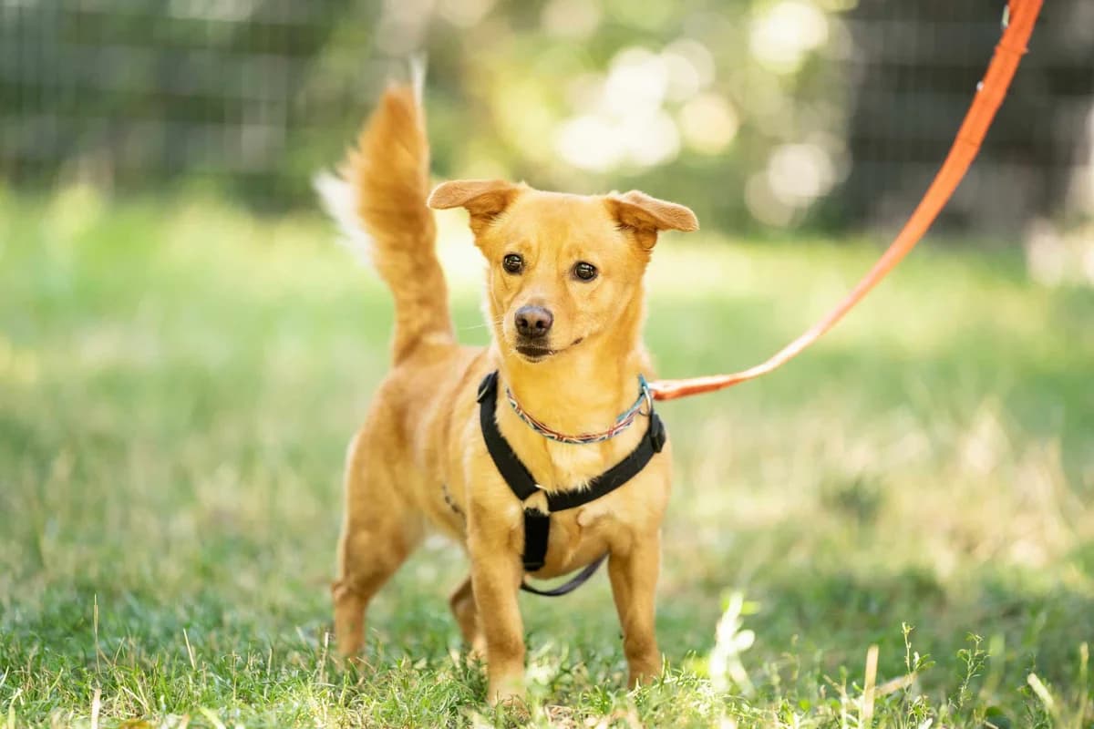 Ely, Mixed Breed (Tierschutz Austria)