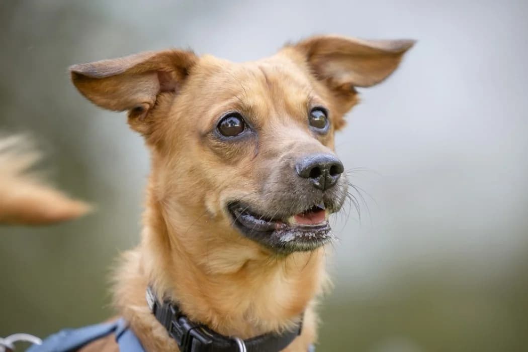 Simba, male 3yo Mixed Breed for adoption at Wiener Tierschutzverein, Vienna