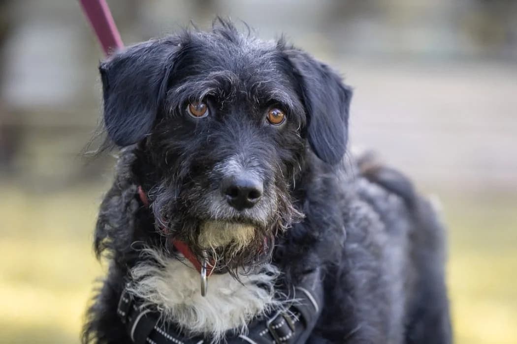 Homer, male Mixed Breed for adoption at Wiener Tierschutzverein, Vienna